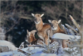 <p>MUFLON (Ovis musimon) Šluknovsko - Harta /Mouflon - Mufflon/</p>